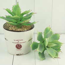 请分辨一下图片中的芦荟是什么品种,学名