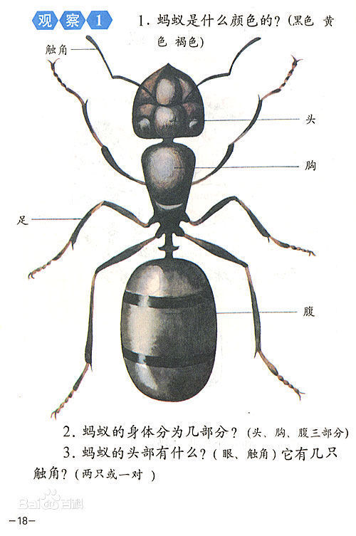 蚂蚁的外形形态特征图片