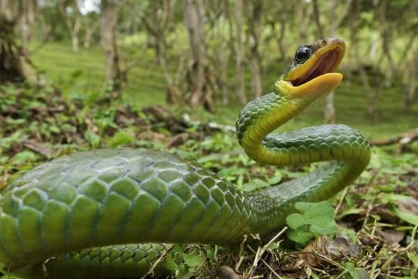 蛇和蜥蜴为什么都喜欢吐舌头?