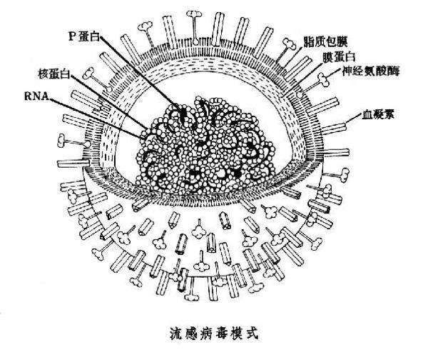 血凝素通常指血球凝集素(hemagglutinin),在国内由于汉语简称为血凝素