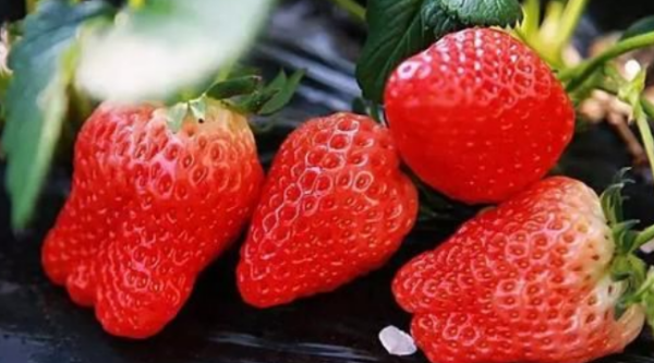 香港人叫什么是士多啤梨?_360问答