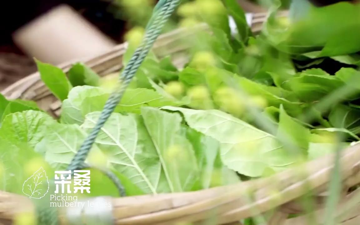 [图]Silk桑蚕丝·匠韵