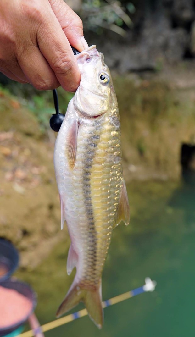 这是什么鱼,看着像军鱼