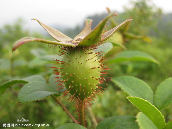 请问山里这种带刺的绿色果子是什么?(内含图)