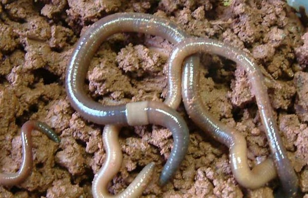 1,夜行动物:蚯蚓属夜行性动物,白昼蛰居泥土洞穴中,夜间外出活动,一般