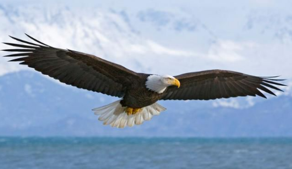 扩展资料: 老鹰是一种肉食性的类群,通常在峡谷觅食.
