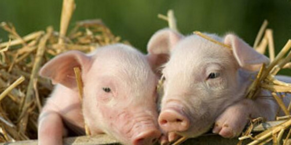 非洲猪瘟持续向南方扩散了吗?