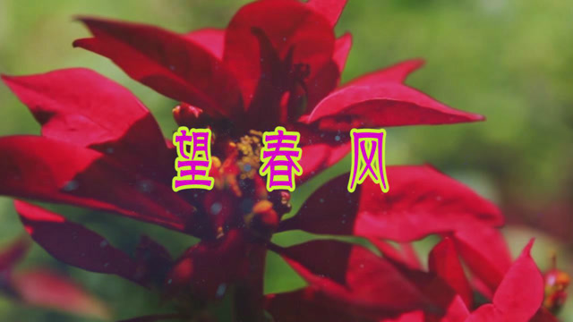 萨克斯独奏《望春风》,带来春天动人的声音