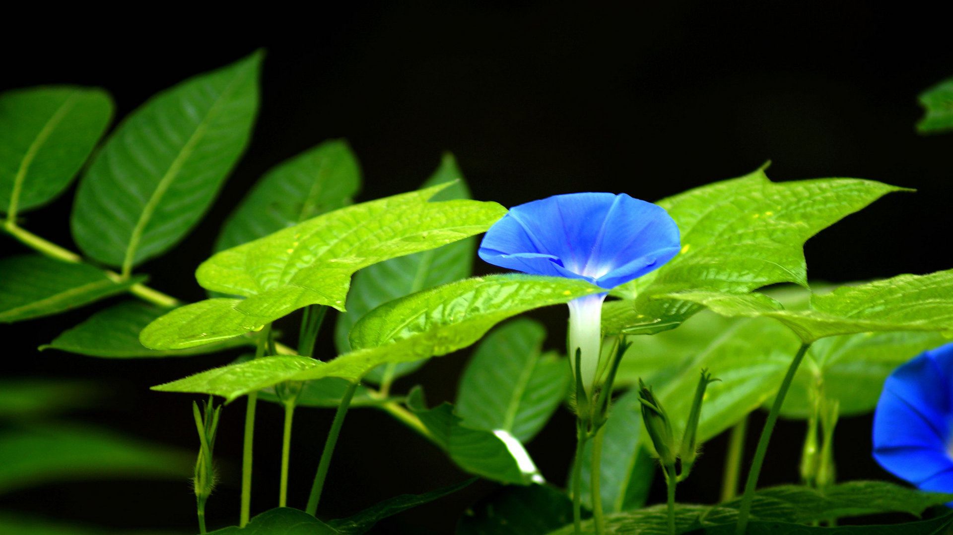 蓝色牵牛花图片壁纸[图5]