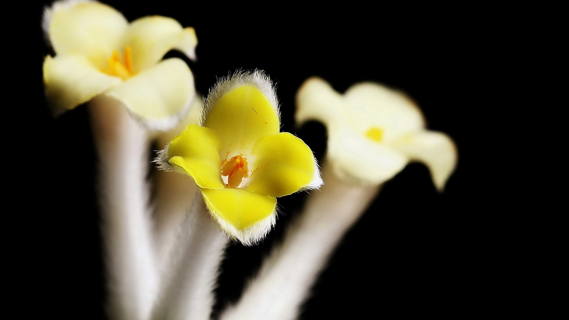 黄色的结香花图片[图3]