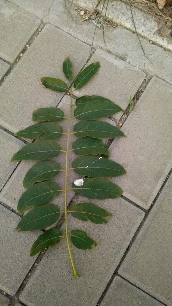 奇数羽状复叶,全缘.树叶,树干株形如照片