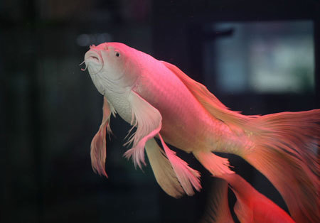 嘴边长胡须的观赏冷水鱼叫什么鱼