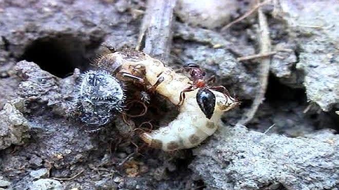 蚂蚁攻击大自己数倍的 虎甲幼虫,只攻不杀居心叵测,镜头拍下全程