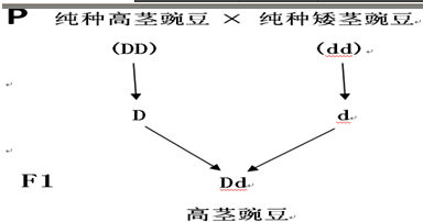 高茎自交遗传图解图片