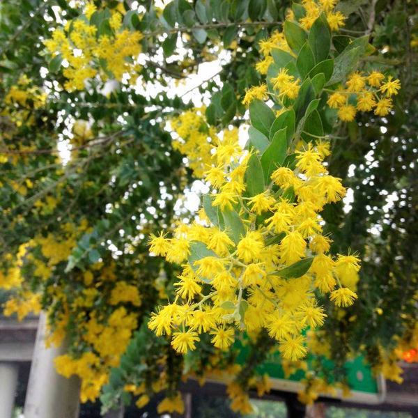 长在树上的黄色的花叫什么 有图 360问答