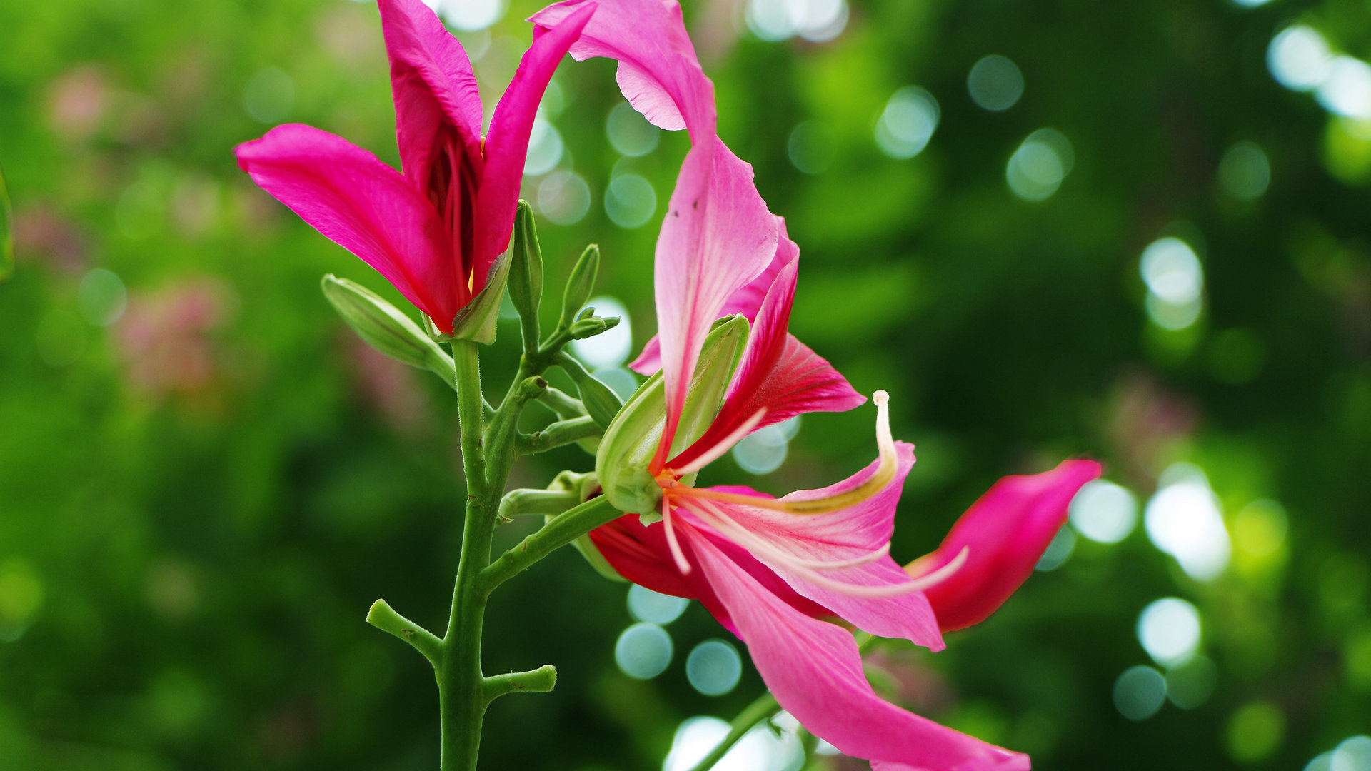 紫荆花花卉桌面壁纸[图6]