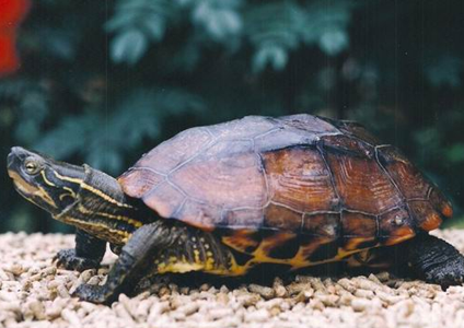 中华花龟能长多大 可以长到8或9英寸