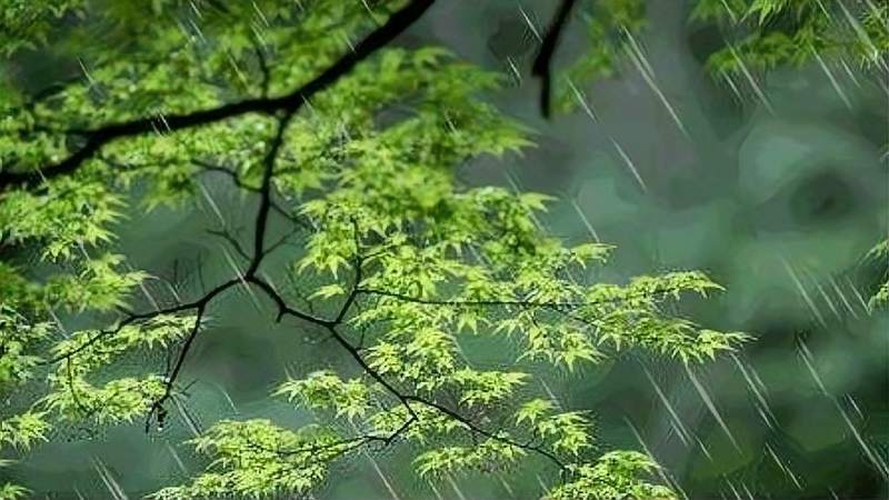 [图]散文随笔:六月雨