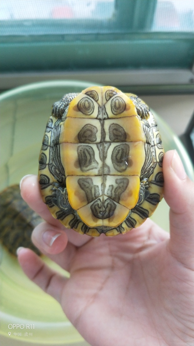 有大神能帮我分辨一下巴西龟的公母吗