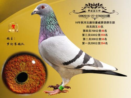 怎么看脚环编号查鸽子的主人