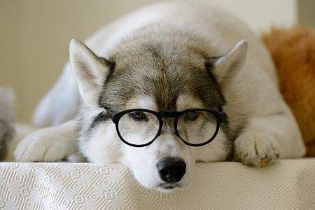 求这张猫咪戴眼镜的头像图