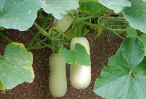 猴头菇,黑木耳和北瓜能一起吃吗?