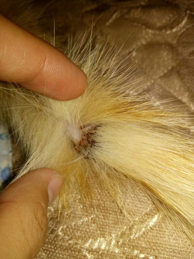 流浪猫打架伤到尾巴,现在尾巴已经变黑变硬,可能坏死了,像是没有知觉