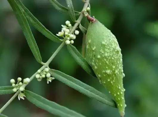 请问这是什么植物啊?