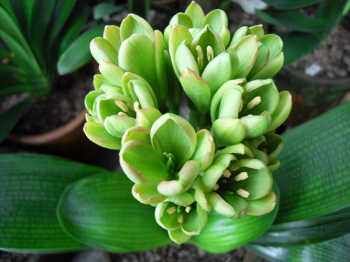 君子兰开花有绿色的吗