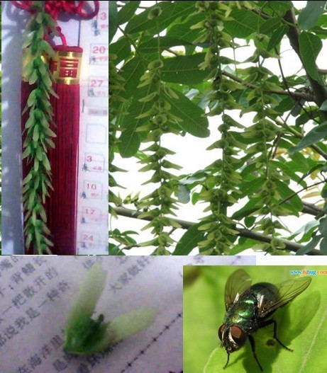 有谁知道苍蝇树的事?