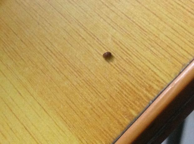 家里总是有会飞的硬壳虫,不知道会不会咬人