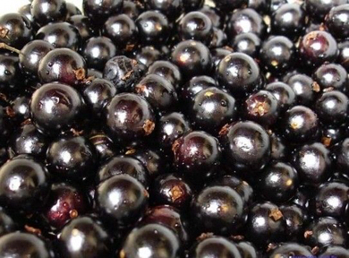 树上结了像提子一样的果子,其实形状大小更像樱桃,但颜色紫黑紫黑的