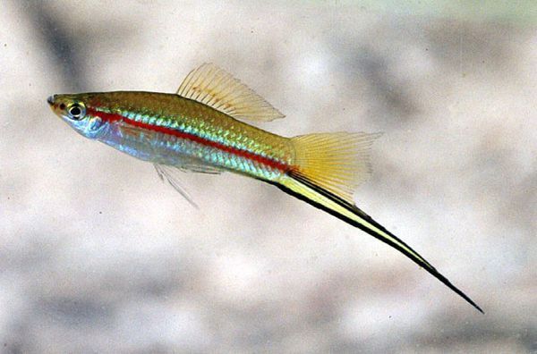 swordtail    应为    花鳉科     cyprinodontidae      剑尾鱼属
