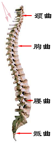 脖子颈椎鼓起一个大包,很难看。