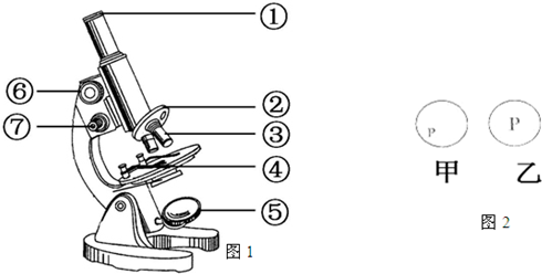 如图1是显微镜结构图,请回答下列问题:(1)对光结束时,从目镜中应该