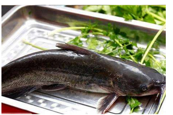 贵州淡水鱼种类大全图片