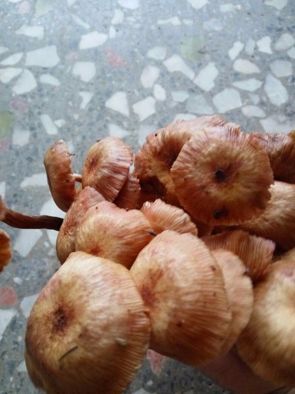 栗子树下的蘑菇能吃吗