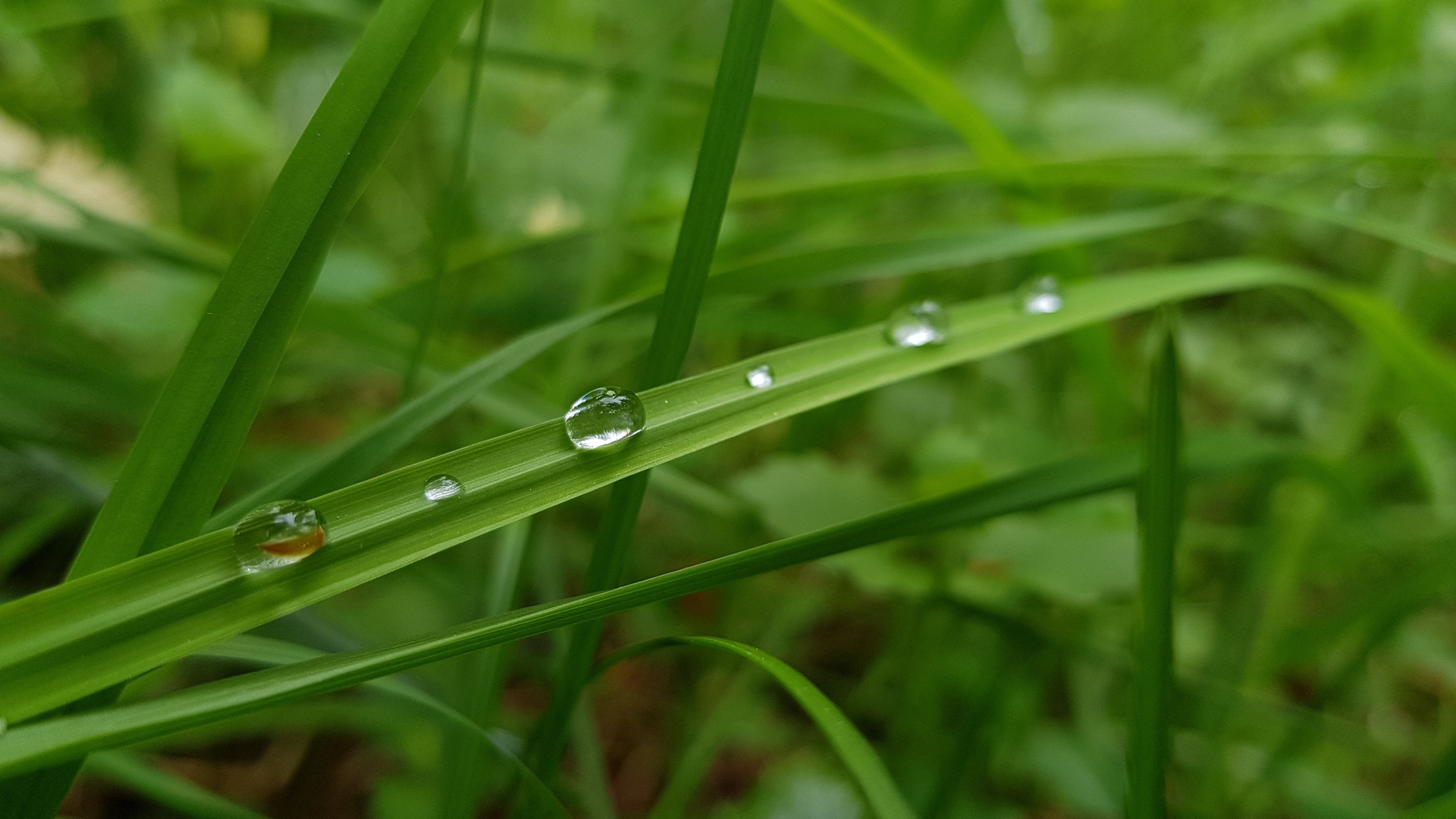 挂着水滴植物绿叶图片[图2]