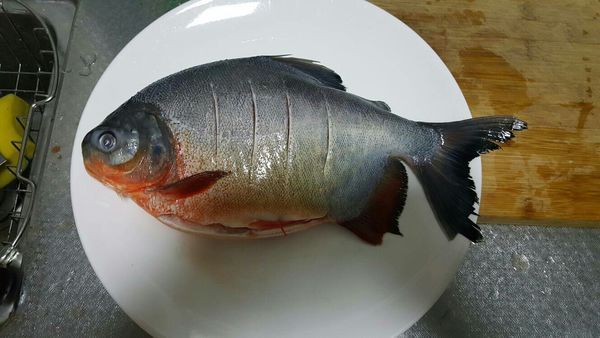 characidae 肥脂鯉屬 piaractus 魚類下圖為 短蓋肥