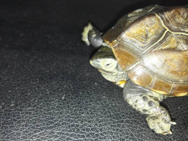 家里的小乌龟拒绝吃东西,并且像快死了的样子