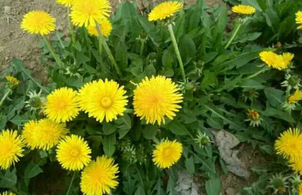 异苞蒲公英是中国的特有植物,生态适应性较强,可在较湿润的环境及稍