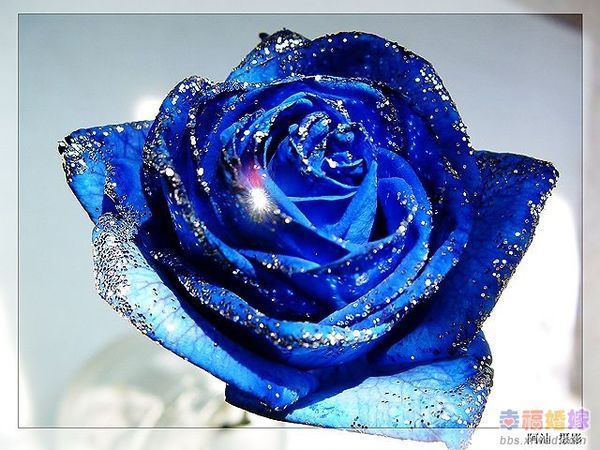 世界上什么颜色的玫瑰花最贵