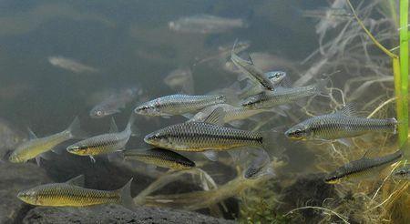 四川麻辣小鱼仔是什么鱼