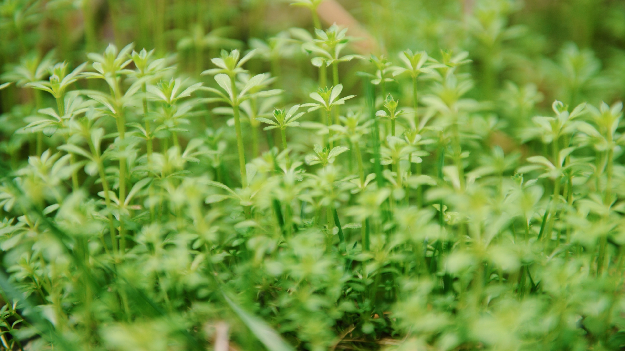 植物绿叶嫩芽图片[图8]