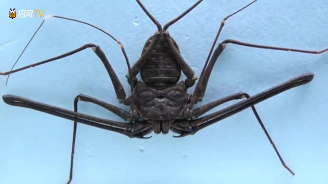 实拍东方鬼鞭蛛捕食蟑螂,让人毛骨悚然!