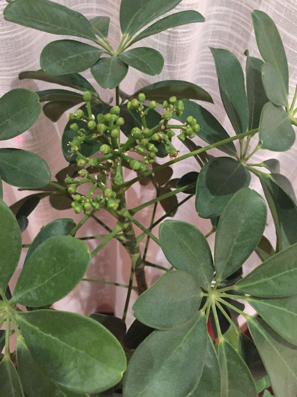 我的鹅掌柴 这是要开花吗