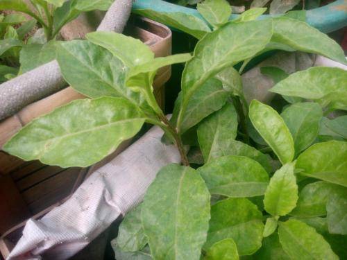 俗称掐不死,不开花,可以泡水喝,是神什么植物?