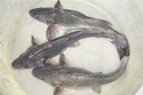 黑皮刀鱼图片图片