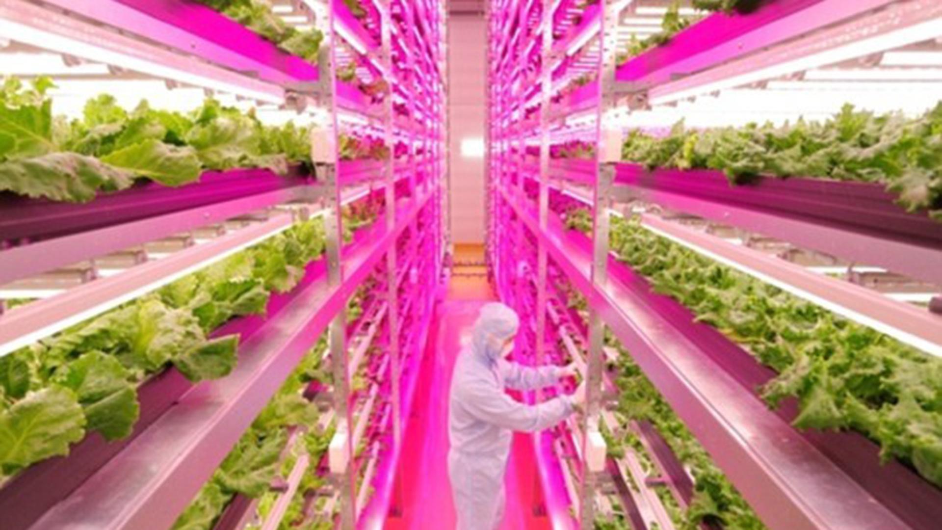 不得不服! 日本led灯 种植蔬菜,食用价值更高