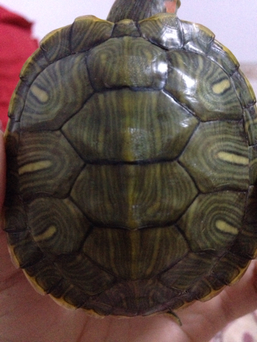 我的乌龟现在天天睡觉不吃东西,身上脱皮,壳的